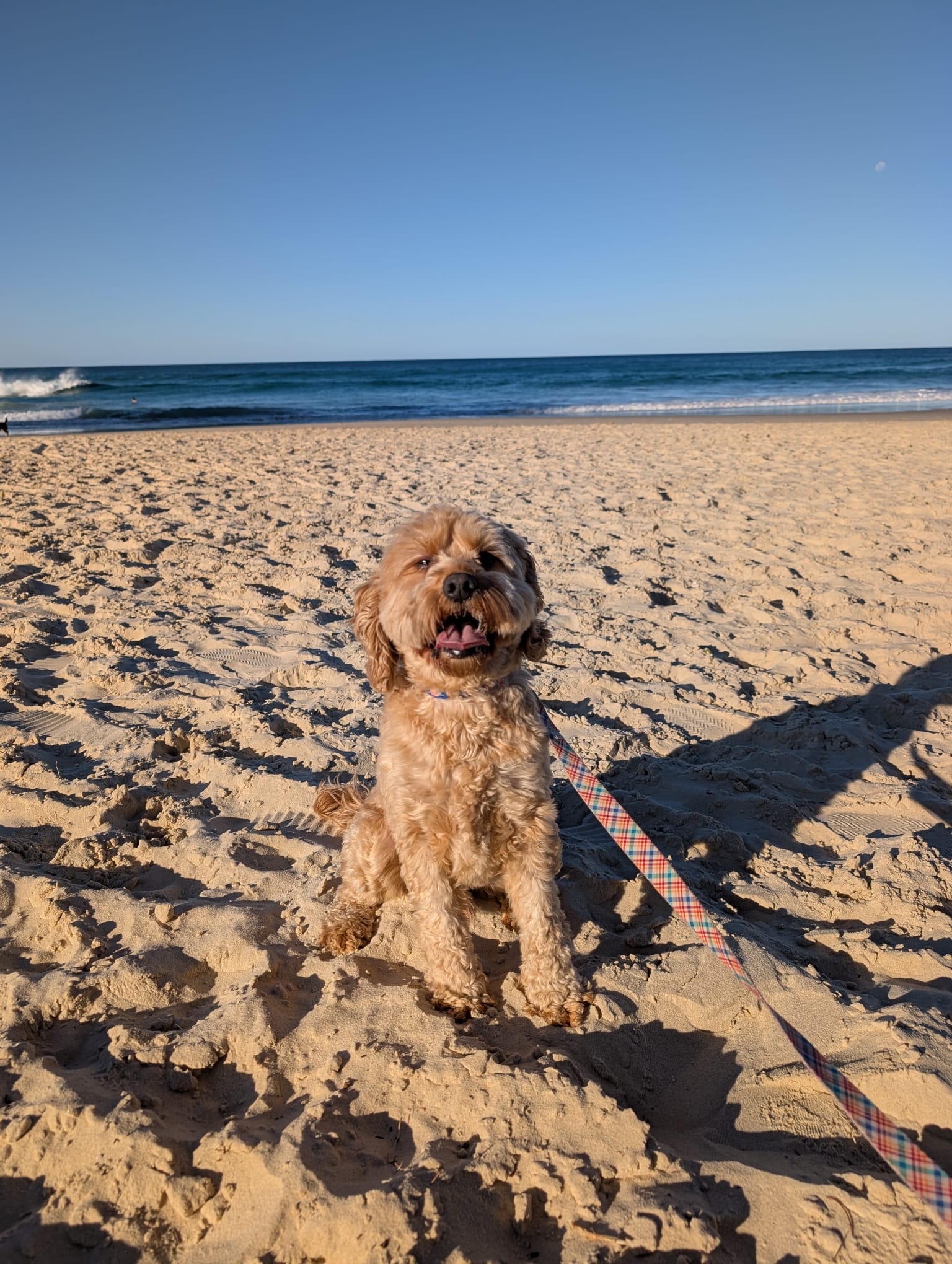 Vinnie in Australia